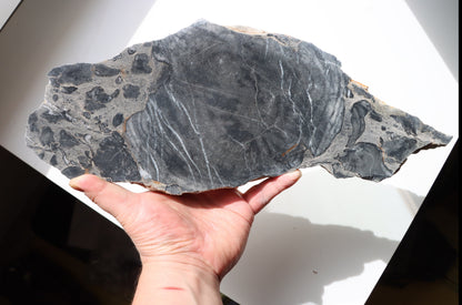 Deskatý korál - Supreme Panthers