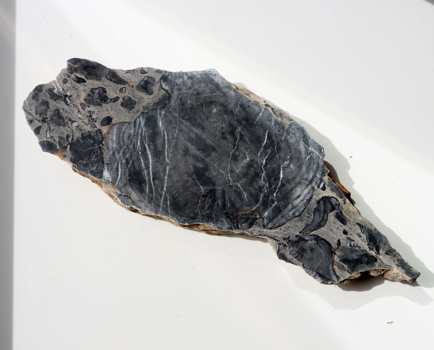 Deskatý korál - Supreme Panthers