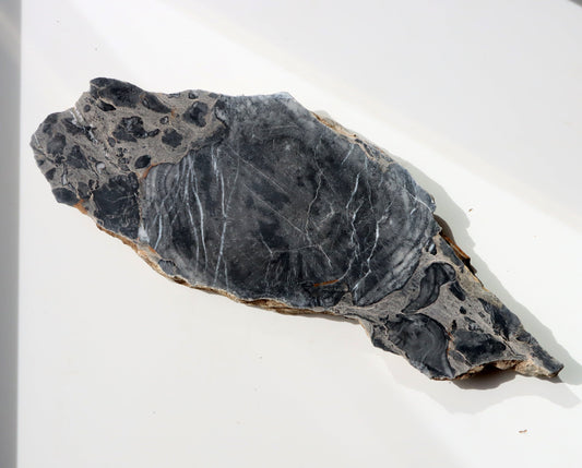 Deskatý korál - Supreme Panthers