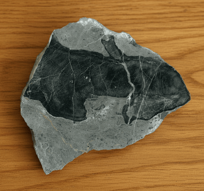 Deskatý korál - Supreme Panthers