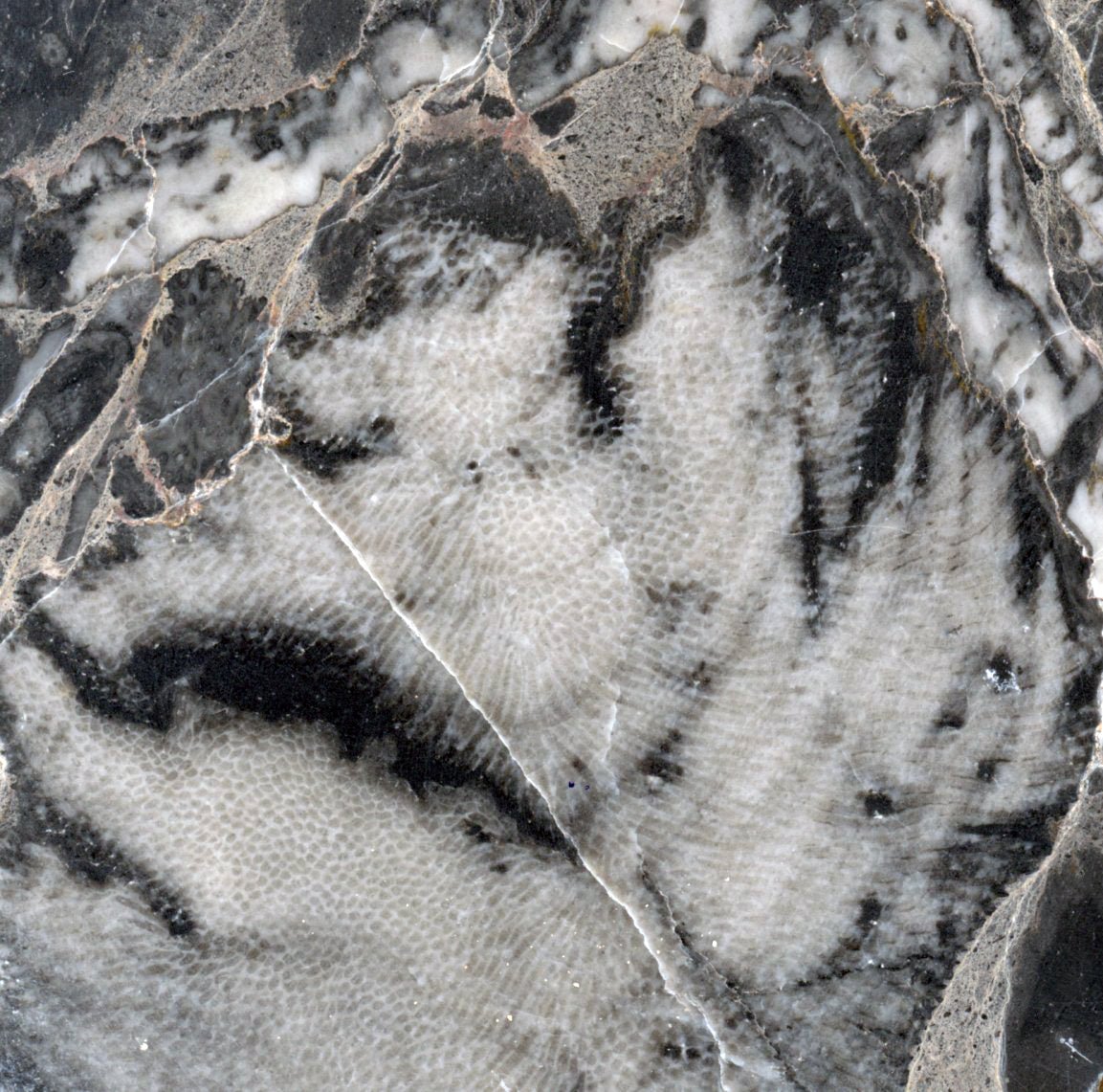 Deskatý korál - Supreme Panthers