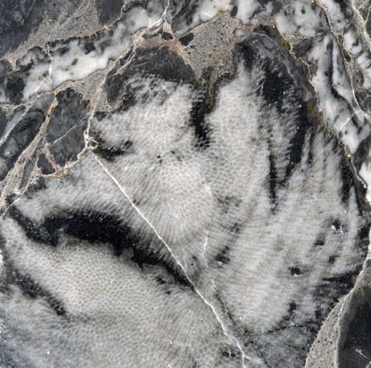 Deskatý korál - Supreme Panthers