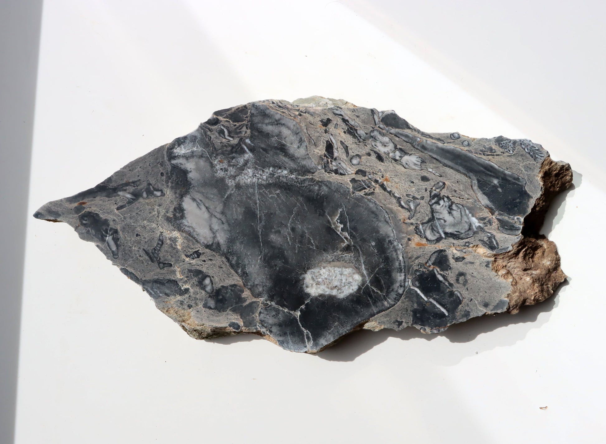 Deskatý korál - Supreme Panthers