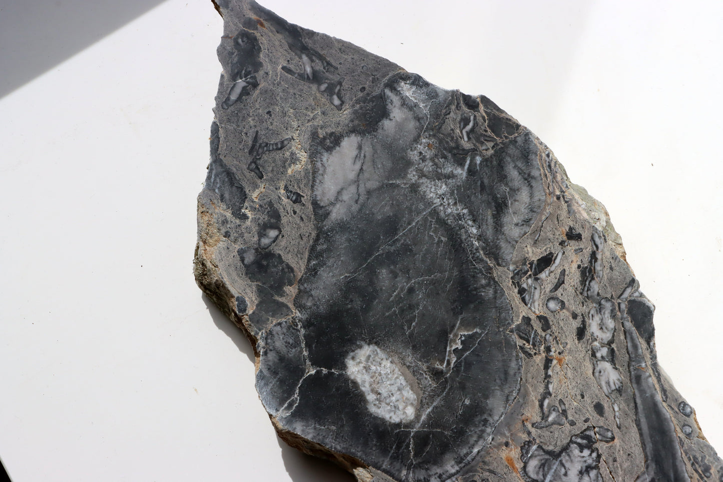 Deskatý korál - Supreme Panthers