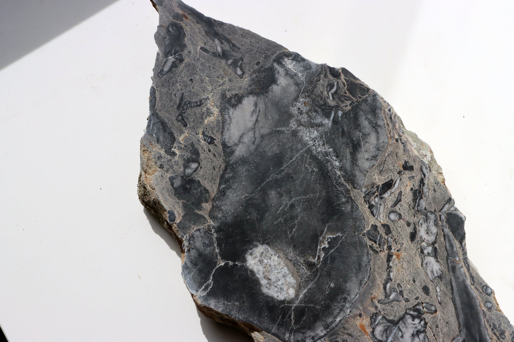 Deskatý korál - Supreme Panthers