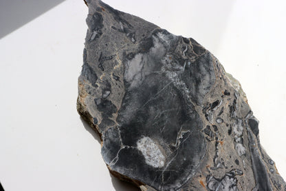 Deskatý korál - Supreme Panthers