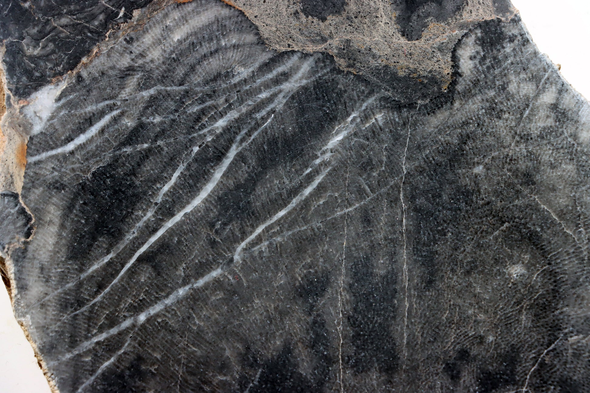 Deskatý korál - Supreme Panthers