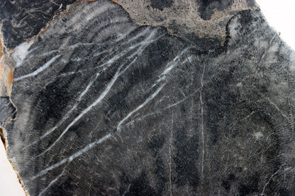 Deskatý korál - Supreme Panthers