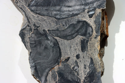 Deskatý korál - Supreme Panthers