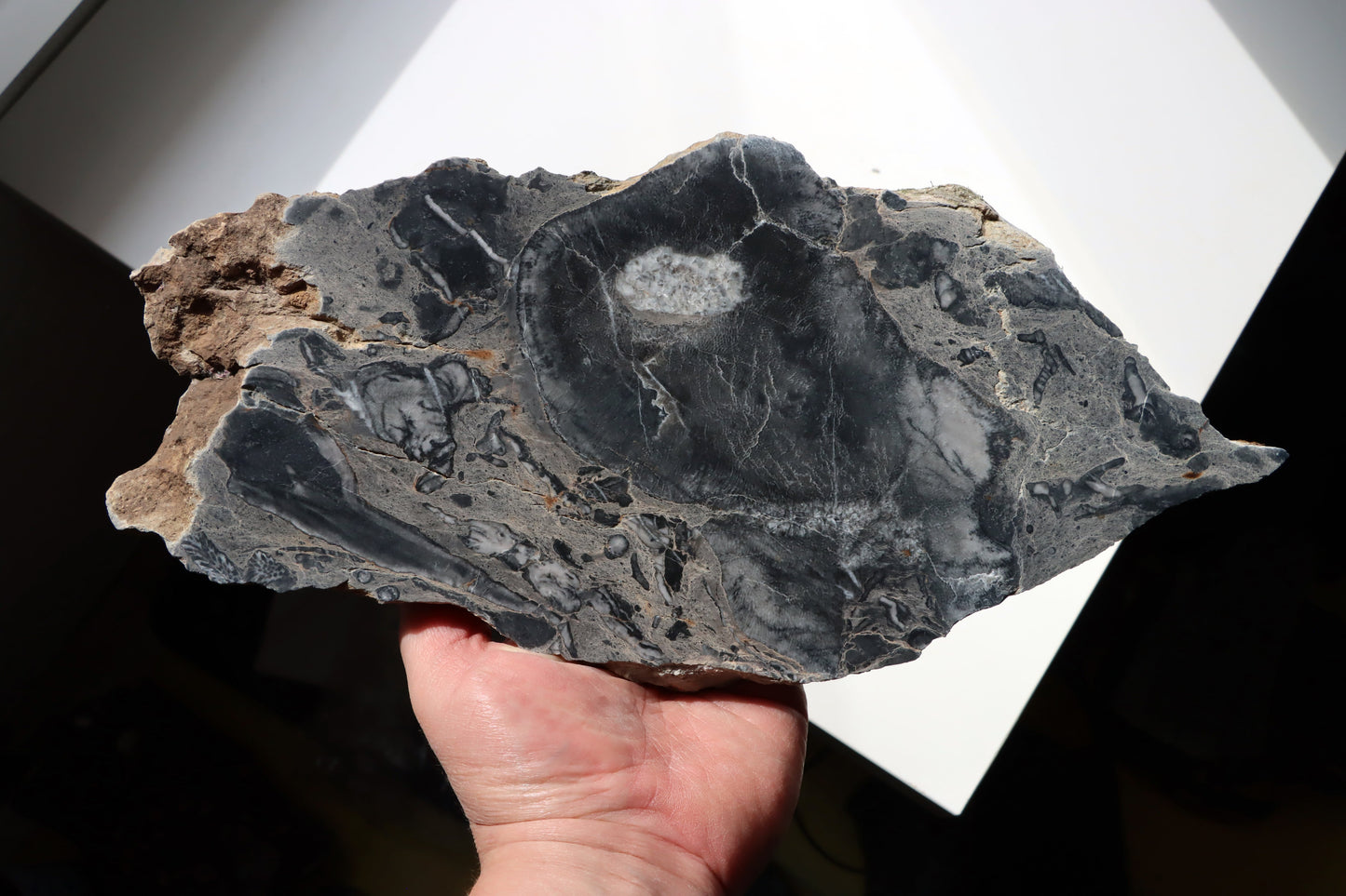 Deskatý korál - Supreme Panthers