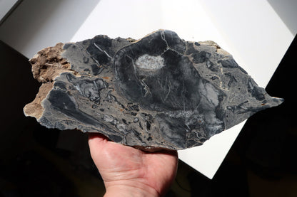 Deskatý korál - Supreme Panthers