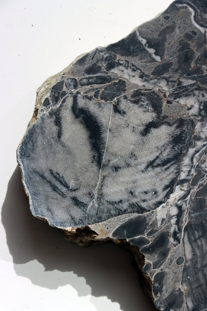 Deskatý korál - Supreme Panthers