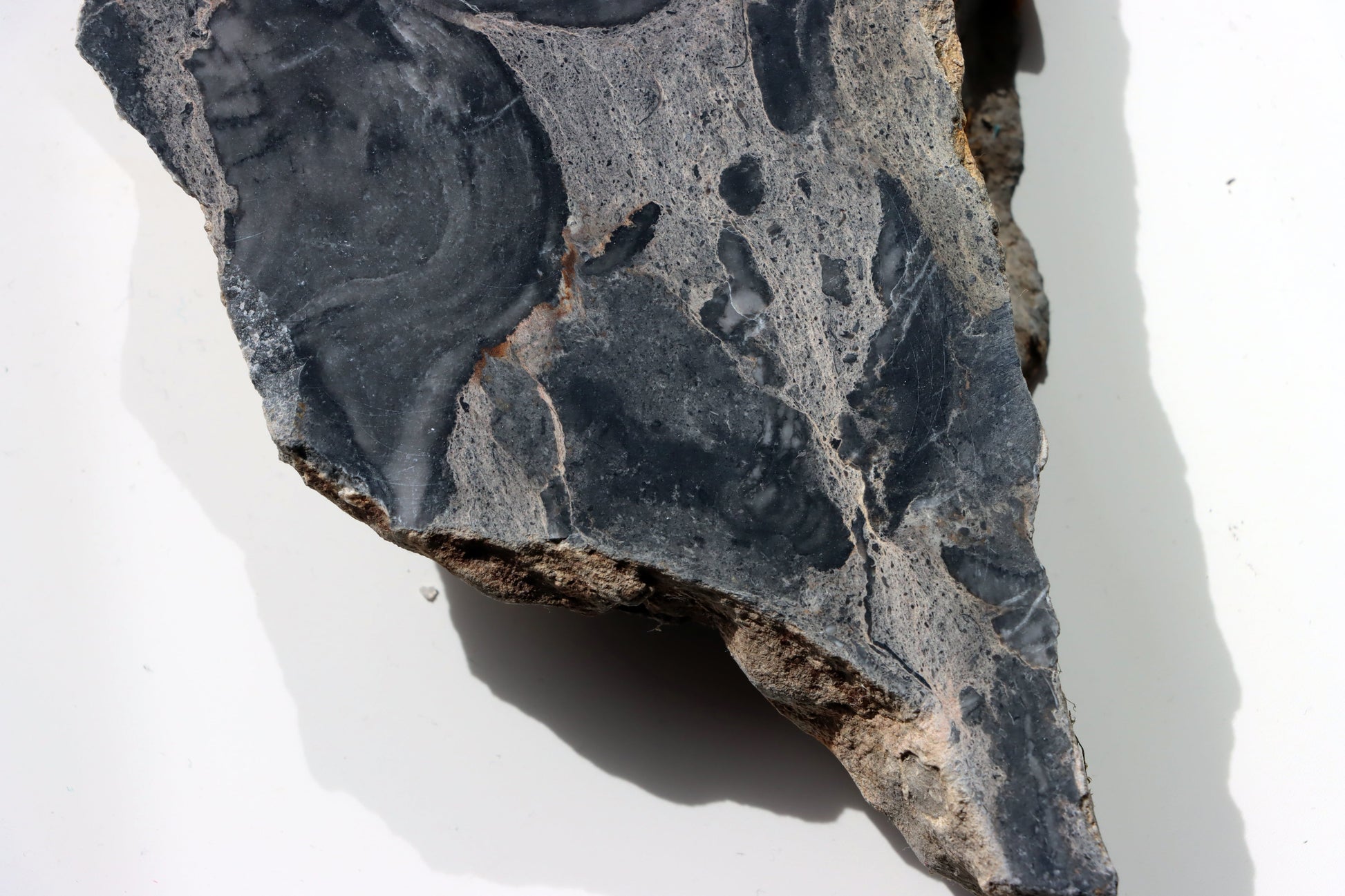 Deskatý korál - Supreme Panthers