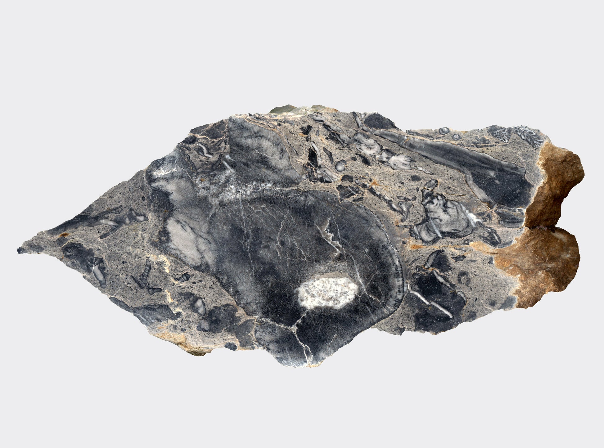 Deskatý korál - Supreme Panthers