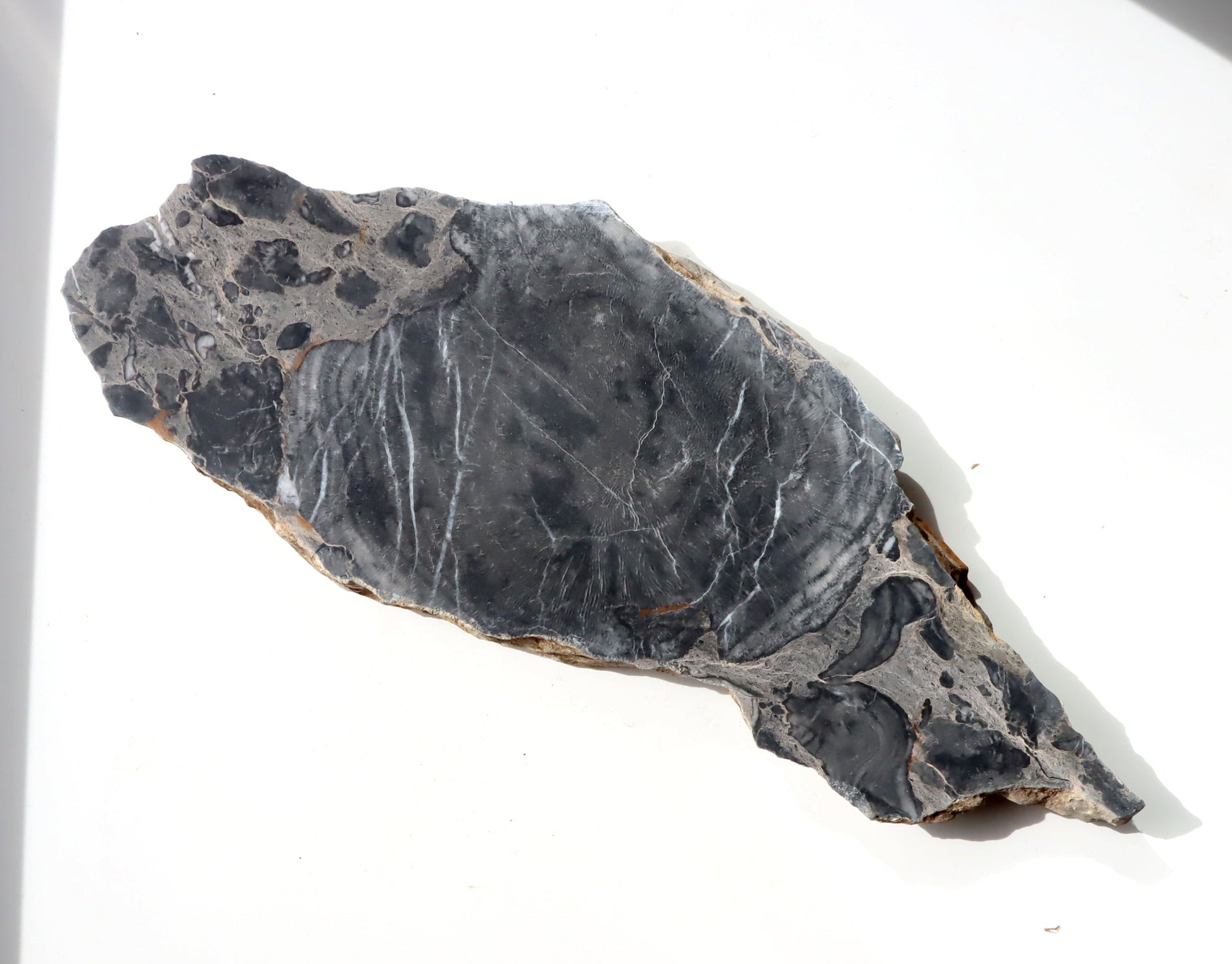 Deskatý korál - Supreme Panthers