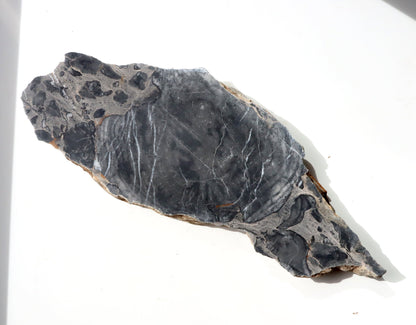 Deskatý korál - Supreme Panthers