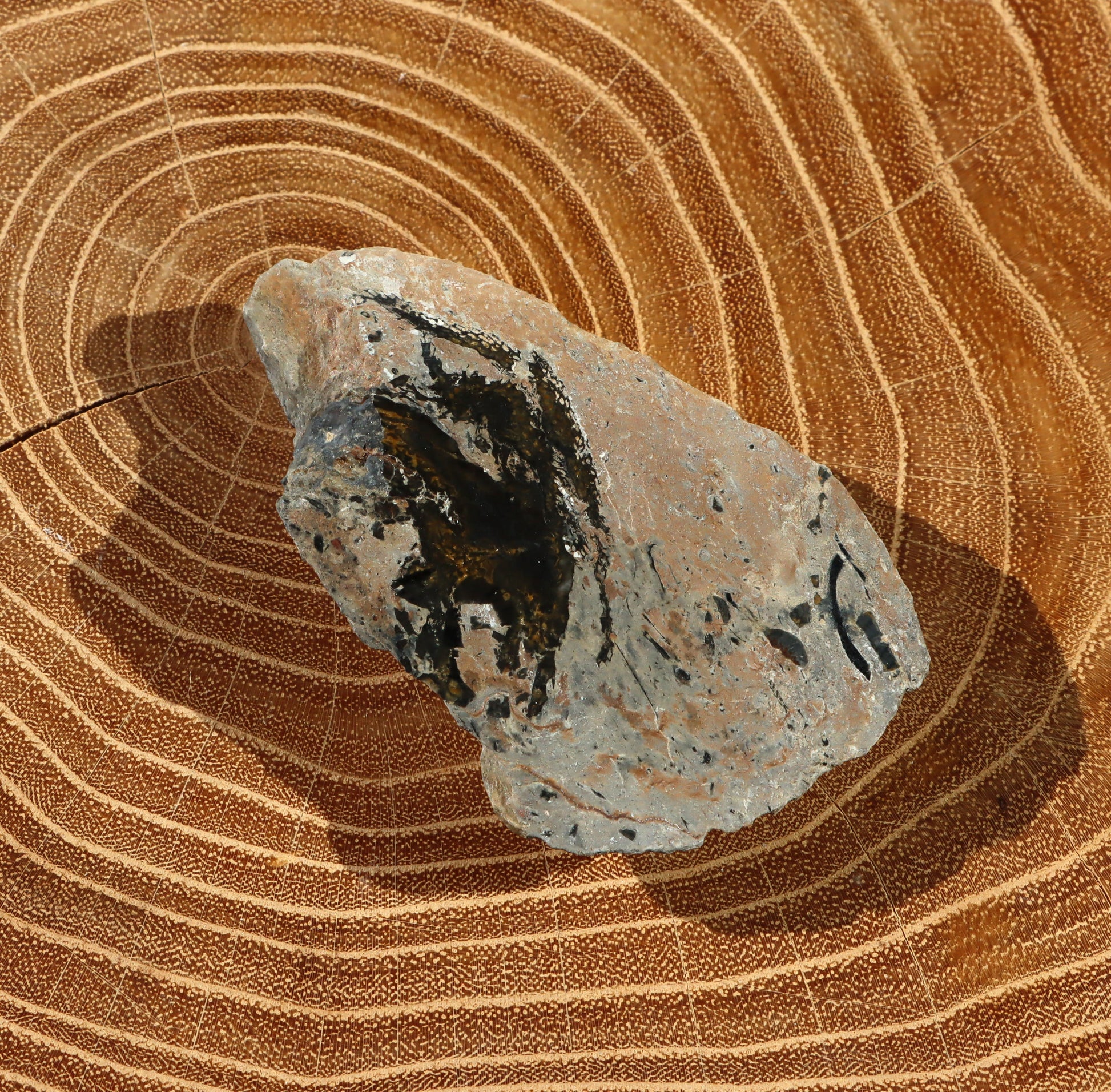 Deskatý korál - Supreme Panthers