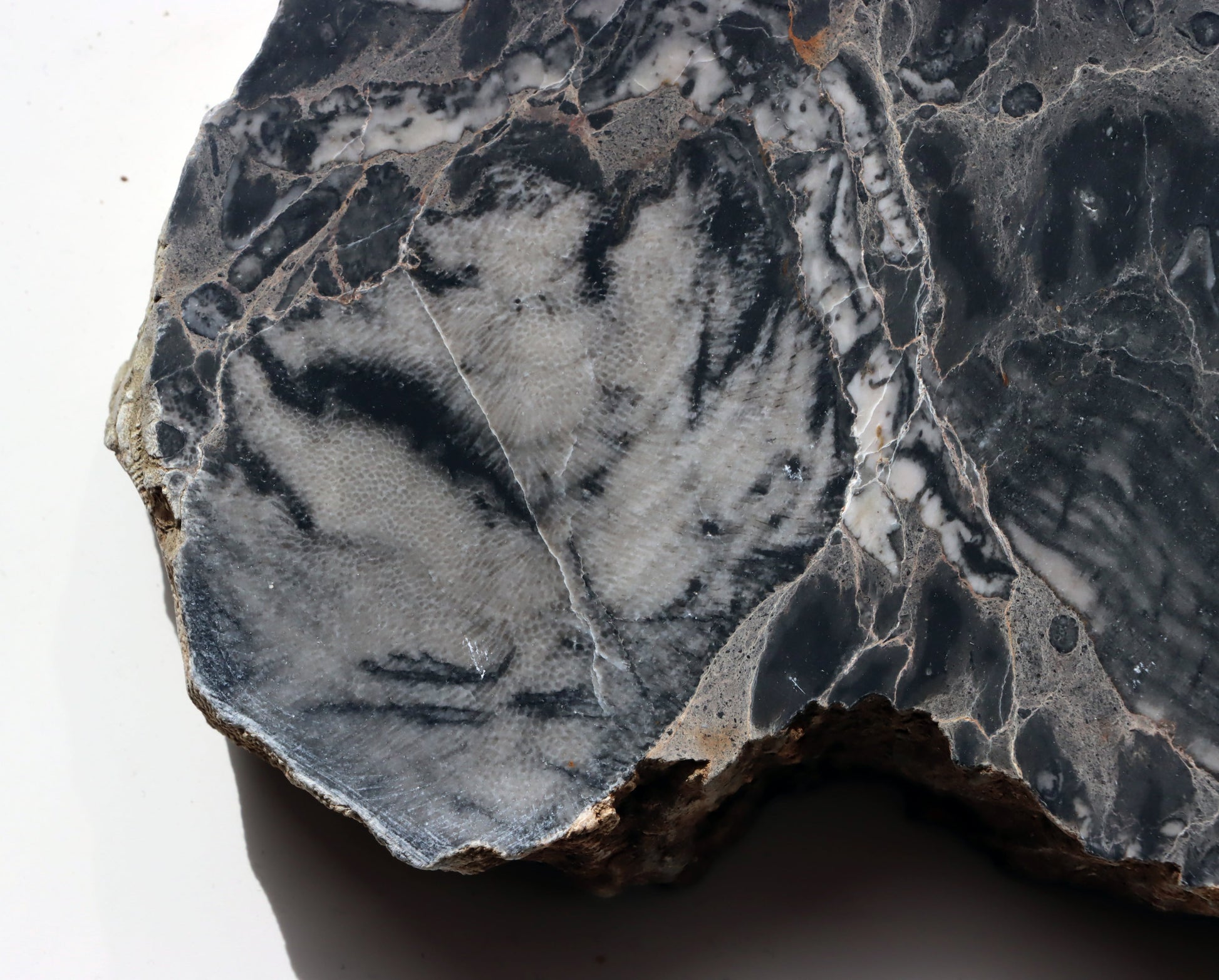 Deskatý korál - Supreme Panthers