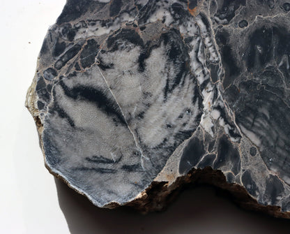 Deskatý korál - Supreme Panthers