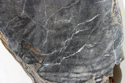 Deskatý korál - Supreme Panthers