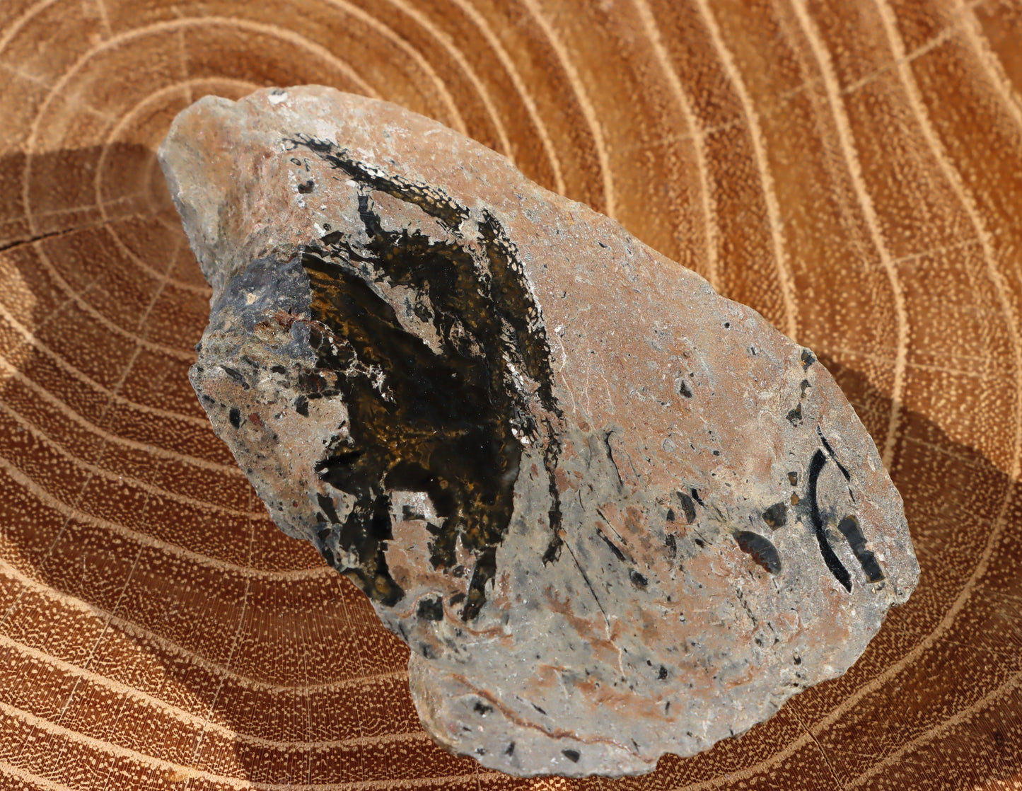 Deskatý korál - Supreme Panthers