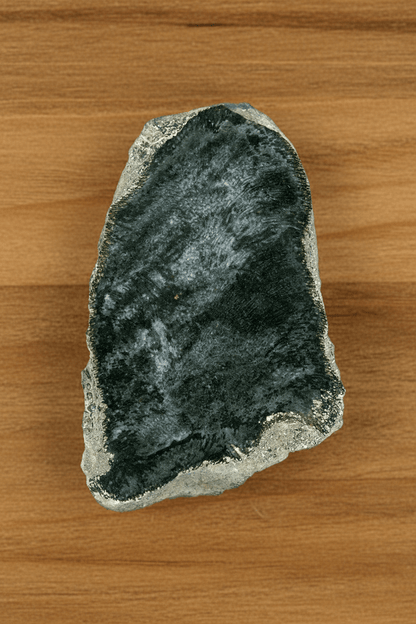 Deskatý korál rodu Alveolithes - Supreme Panthers