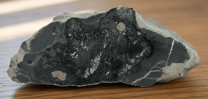 Deskatý korál rodu Favosites - Supreme Panthers