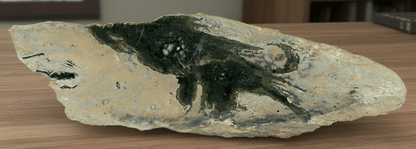 Deskatý korál rodu Favosites ve stínavsko - chabičovské břidlici - Supreme Panthers