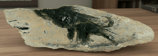 Deskatý korál rodu Favosites ve stínavsko - chabičovské břidlici - Supreme Panthers