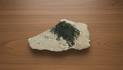 Deskatý korál ve stínavsko - chabičovské břidlici - Supreme Panthers