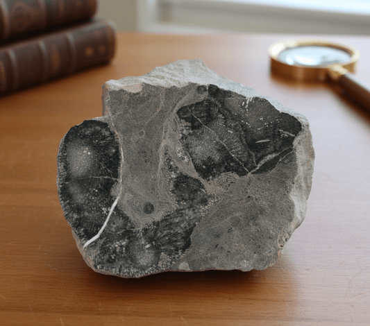 Deskatý koráli rodu Heliolithes - Supreme Panthers