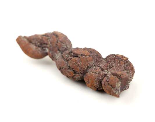 Dinosauří koprolit - Supreme Panthers