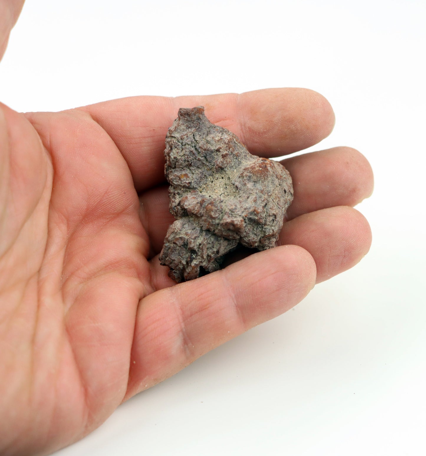 Dinosauří koprolit - Supreme Panthers