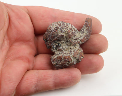 Dinosauří koprolit - Supreme Panthers