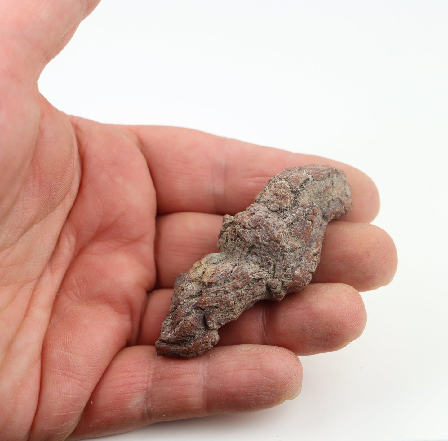 Dinosauří koprolit - Supreme Panthers