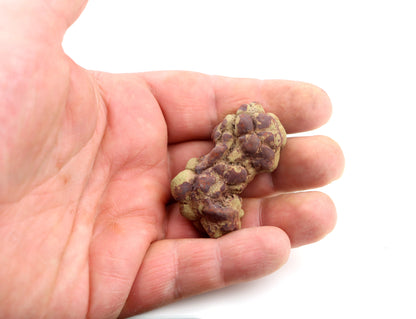 Dinosauří koprolit - Supreme Panthers