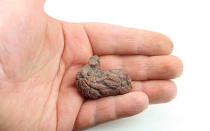 Dinosauří koprolit - Supreme Panthers