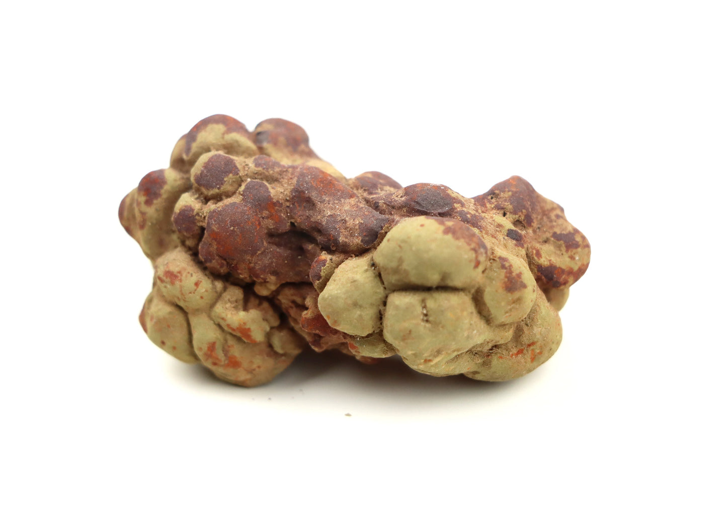 Dinosauří koprolit - Supreme Panthers