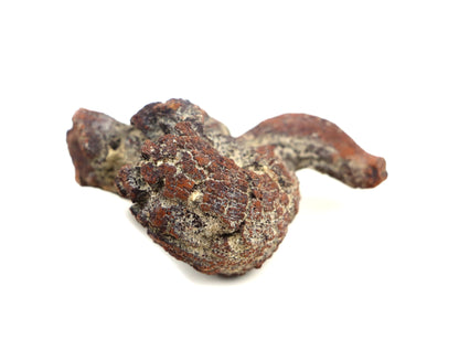 Dinosauří koprolit - Supreme Panthers