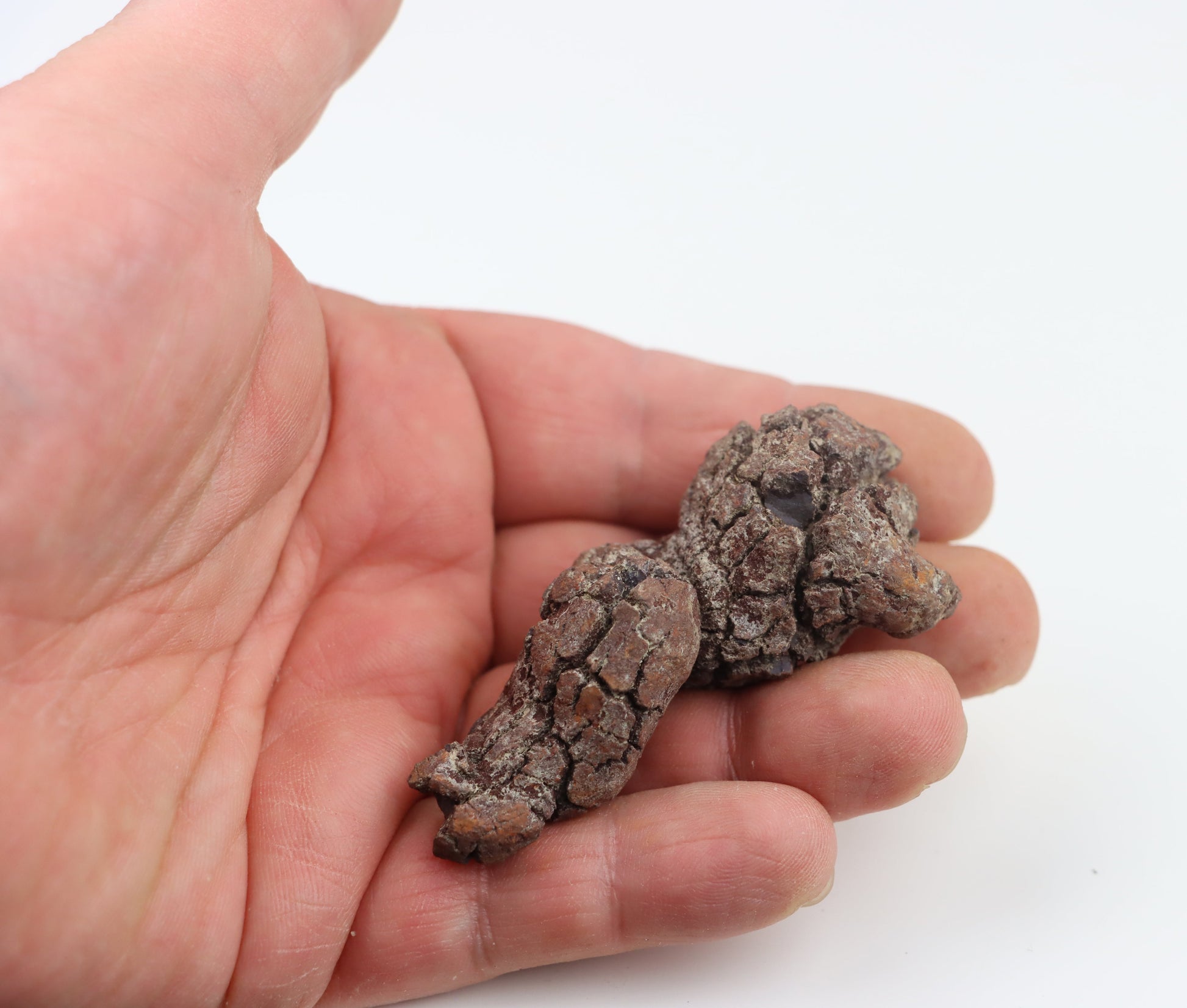 Dinosauří koprolit - Supreme Panthers