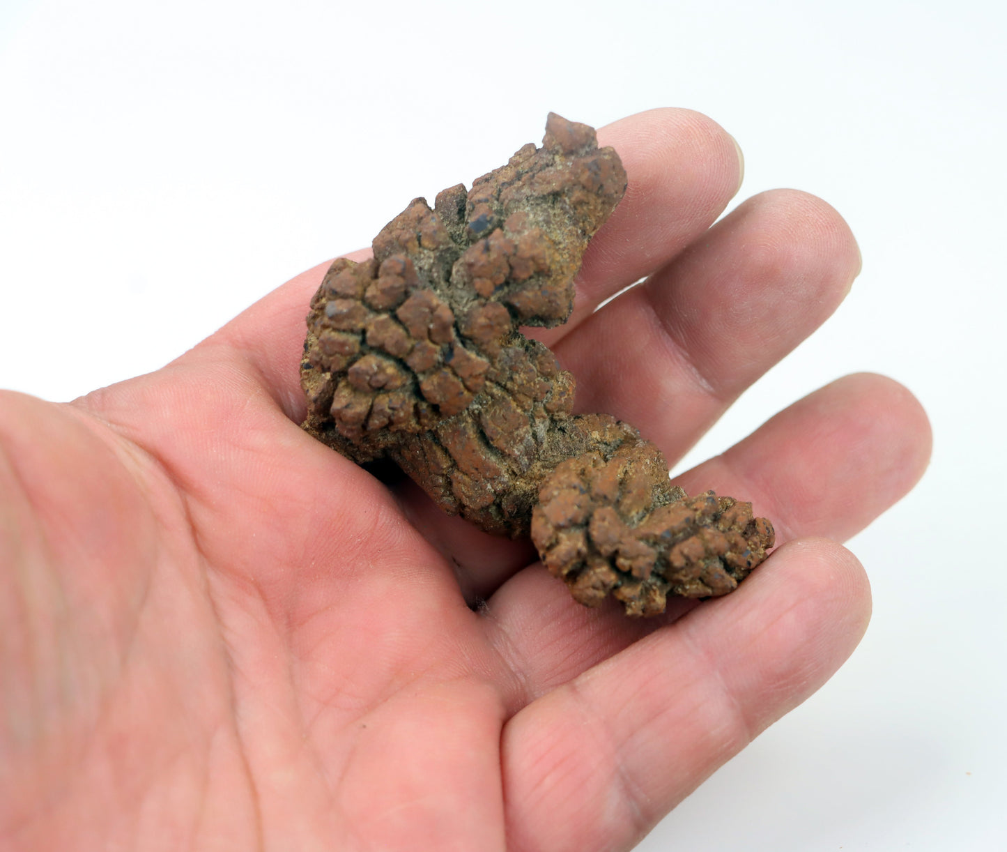 Dinosauří koprolit - Supreme Panthers