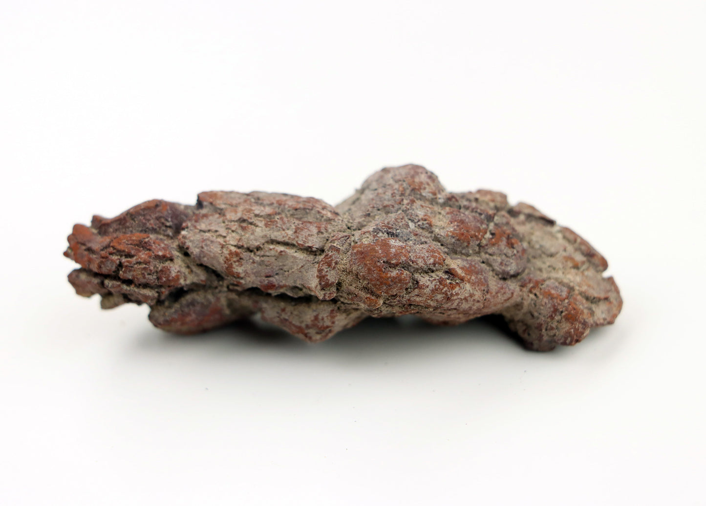 Dinosauří koprolit - Supreme Panthers