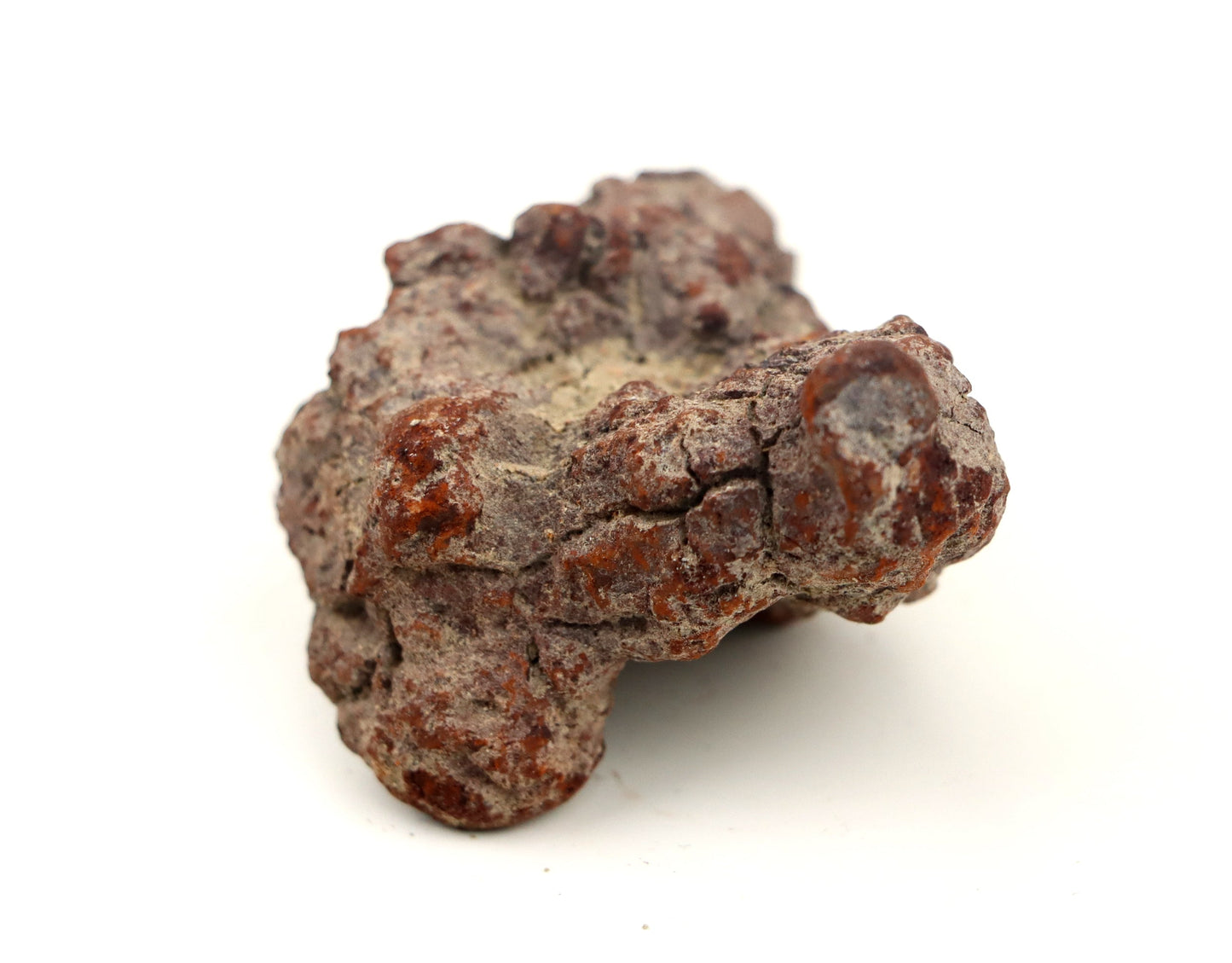 Dinosauří koprolit - Supreme Panthers