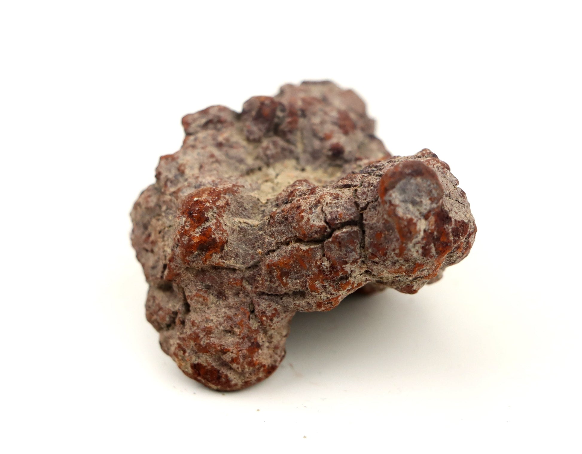 Dinosauří koprolit - Supreme Panthers