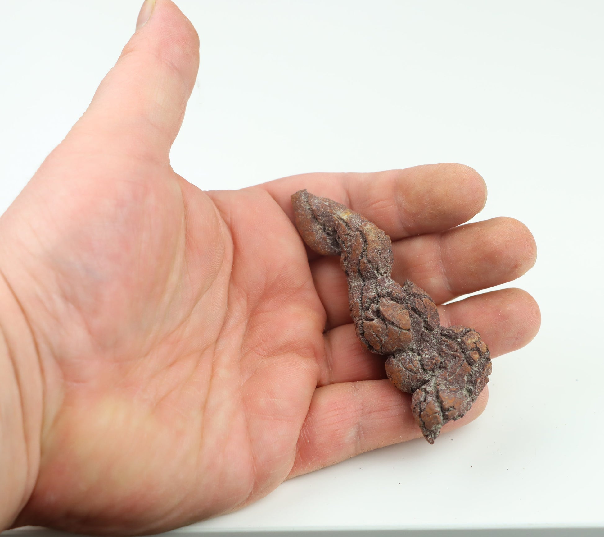 Dinosauří koprolit - Supreme Panthers