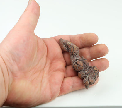 Dinosauří koprolit - Supreme Panthers