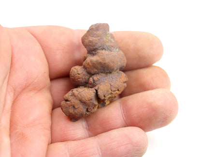 Dinosauří koprolit - Supreme Panthers