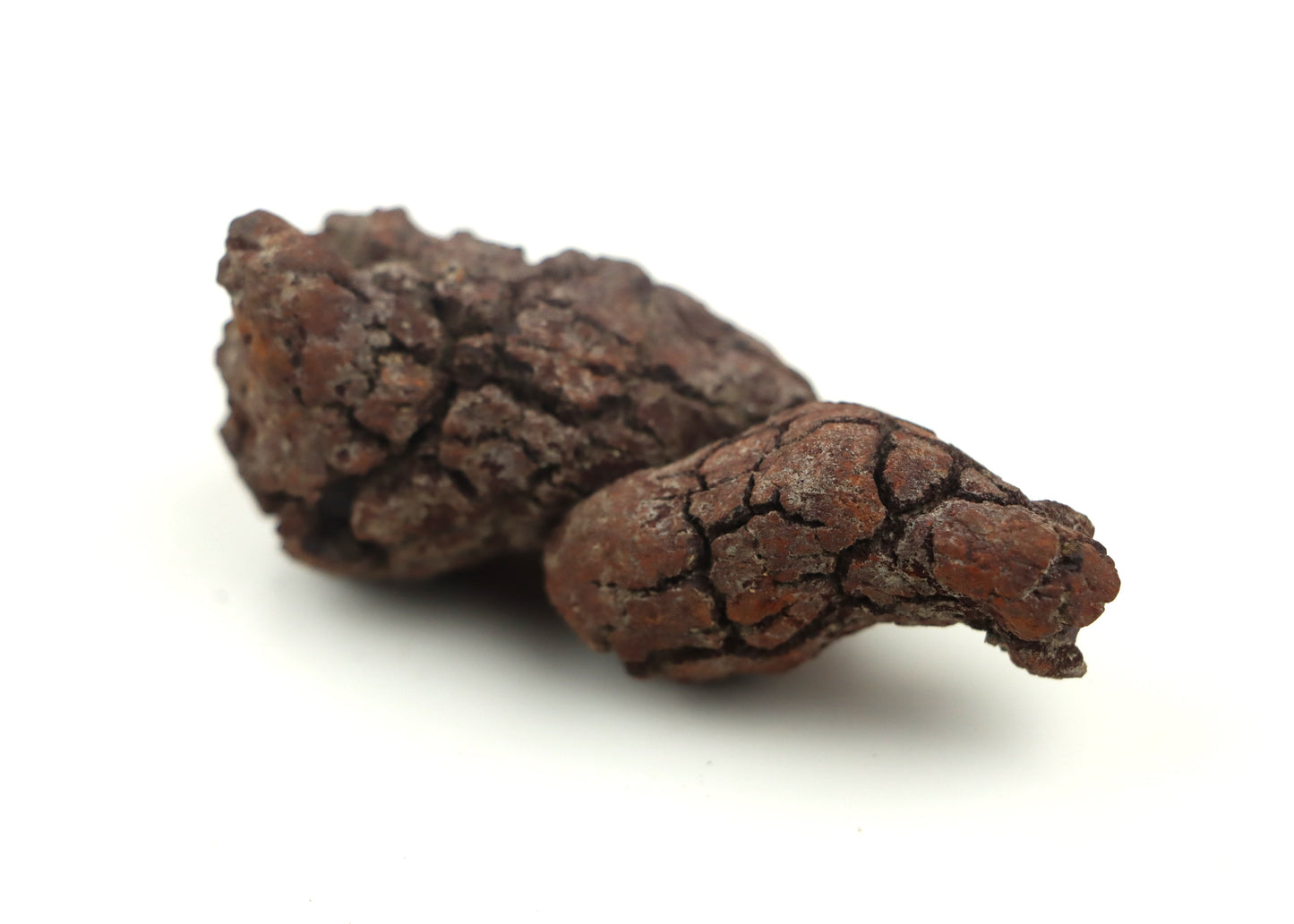 Dinosauří koprolit - Supreme Panthers