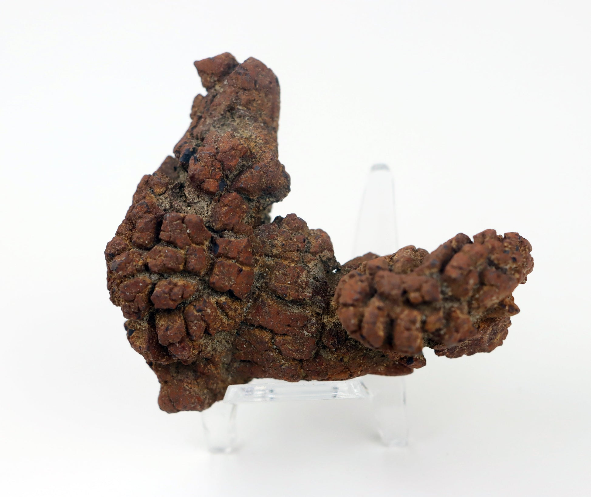 Dinosauří koprolit - Supreme Panthers