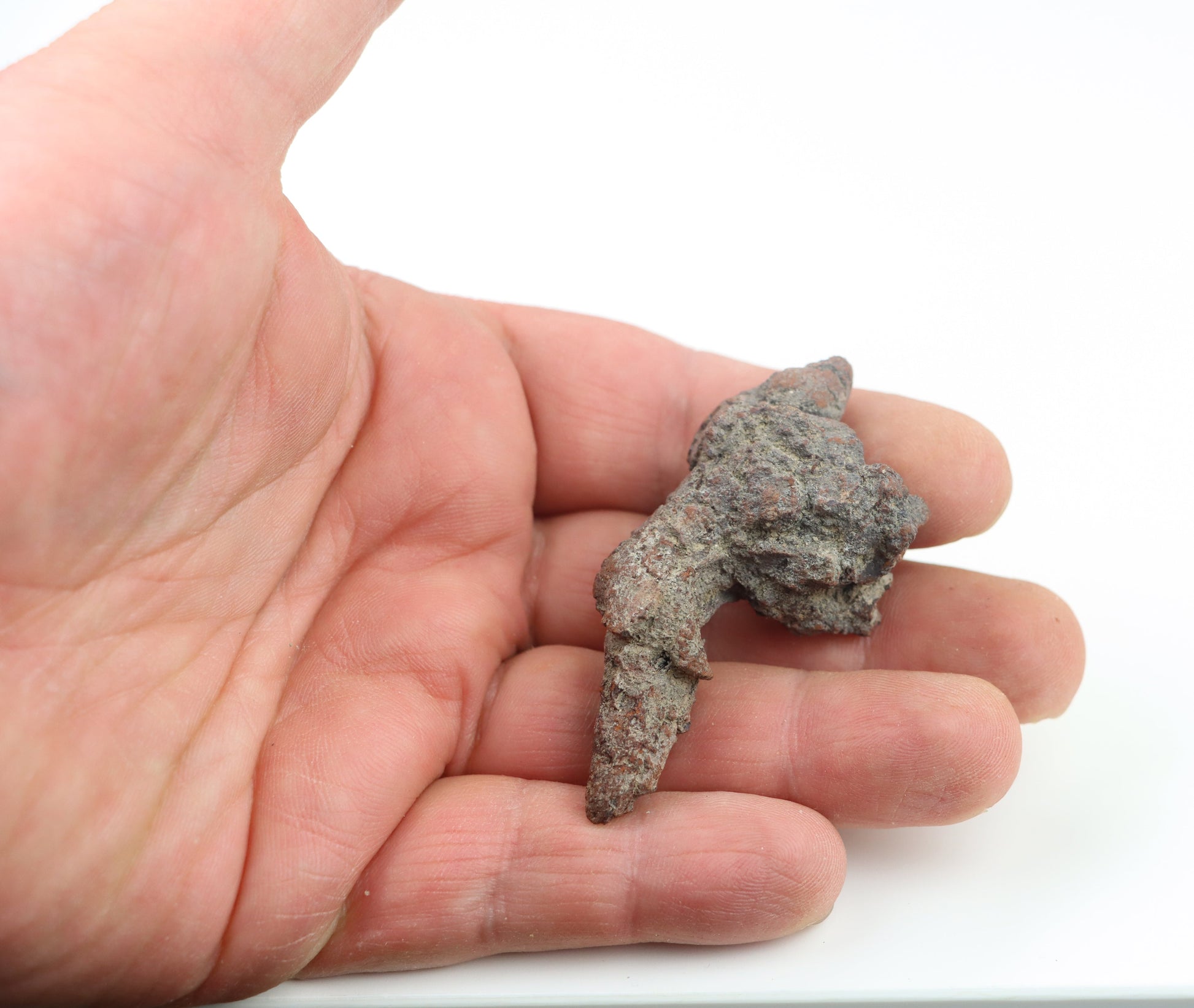 Dinosauří koprolit - Supreme Panthers